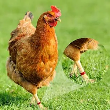 100 Colorful Chicken Leg Bands for Easy Poultry Management