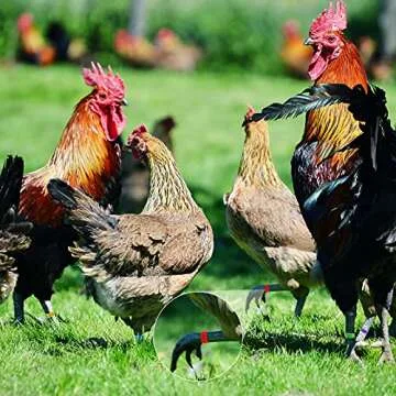 100 Colorful Chicken Leg Bands for Easy Poultry Management