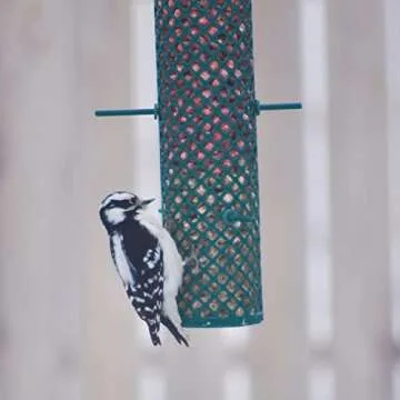 C&S Nugget Feeder 24 Ounces