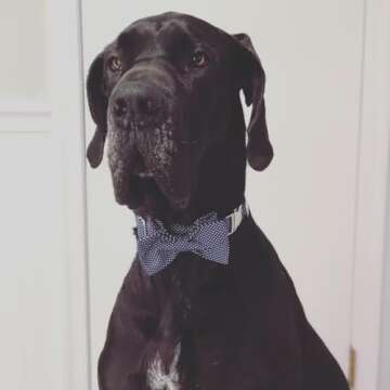 Lionet Paws Bowtie Dog Collar, Adjustable & Stylish