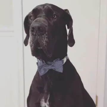 Lionet Paws Bowtie Dog Collar, Adjustable & Stylish