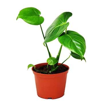 9GreenBox Split Leaf Philodendron 6" Pot - Monstera - Edible Fruit Tastes Like Pineapple