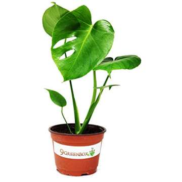9GreenBox Split Leaf Philodendron 6" Pot - Monstera - Edible Fruit Tastes Like Pineapple