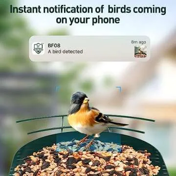 Soliom Bird Feeder with Camera Wireless Outdoor with AI Identify Bird Species, Smart Wild Bird Watching Cam, Live View, Motion Triggered Notification, 3W Solar, 1.6L Small Size-Metal Case BF08S-G