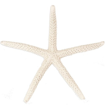 All-Natural White Decorative Starfish for Home Decor