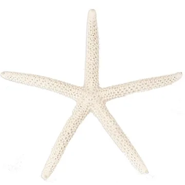 All-Natural White Decorative Starfish for Home Decor