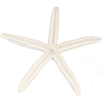 All-Natural White Decorative Starfish for Home Decor