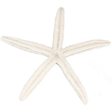 All-Natural White Decorative Starfish for Home Decor