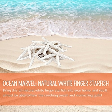 All-Natural White Decorative Starfish for Home Decor