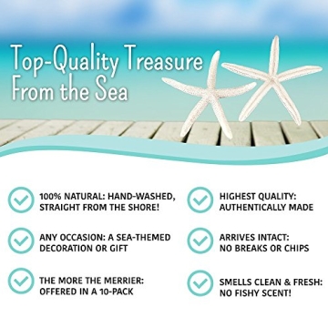 All-Natural White Decorative Starfish for Home Decor