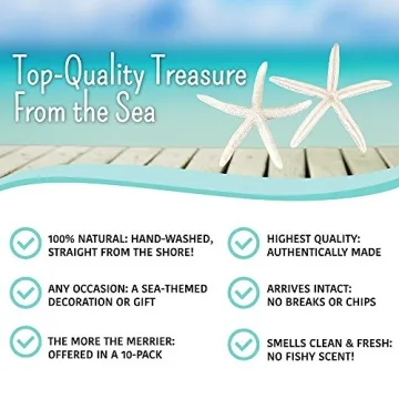 All-Natural White Decorative Starfish for Home Decor