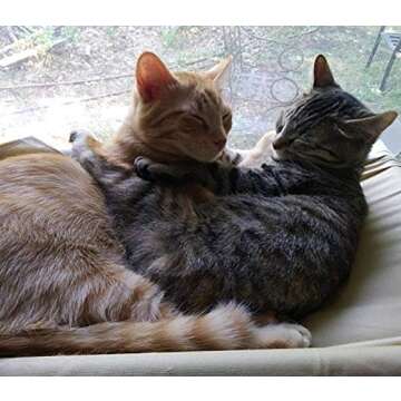 Orangelight Cat Hammock Cat Window Perch Cat Bed Window Mounted Hommock Cat Suction Hanging Pet Window sill Cat Sleeping Bag Cat Window Perch Window Seat Suction Cups Space Saving Cat Hammock