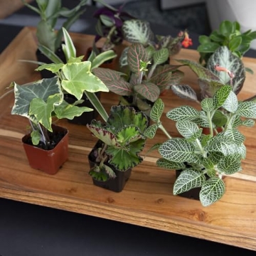 12PK Live Houseplants Indoor Plants Delivery Prime
