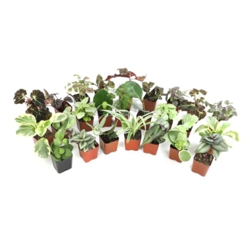12PK Live Houseplants Indoor Plants Delivery Prime