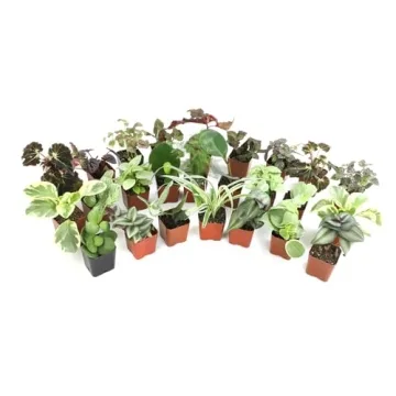 12PK Live Houseplants Indoor Plants Delivery Prime
