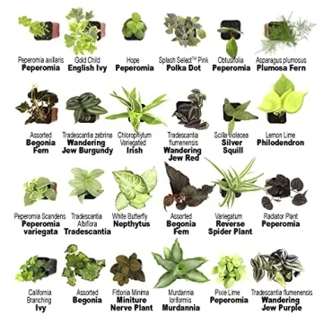 12PK Live Houseplants Indoor Plants Delivery Prime