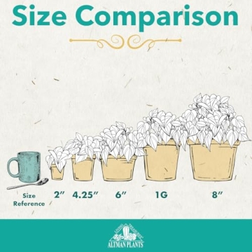 12PK Live Houseplants Indoor Plants Delivery Prime