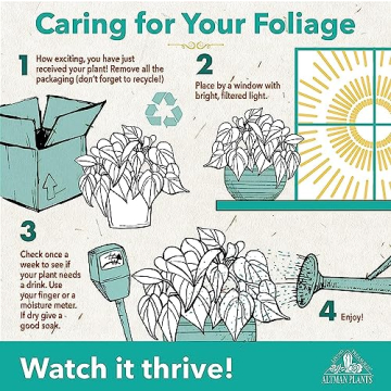 12PK Live Houseplants Indoor Plants Delivery Prime