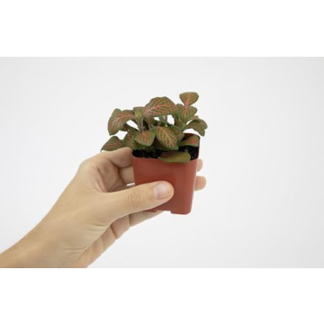 12PK Live Houseplants Indoor Plants Delivery Prime