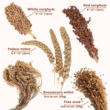 NICERINC Natural Grain Ears for Hamsters & Small Pets