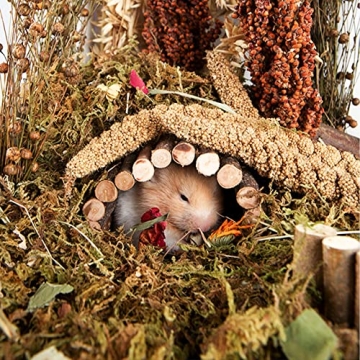 NICERINC Natural Grain Ears for Hamsters & Small Pets