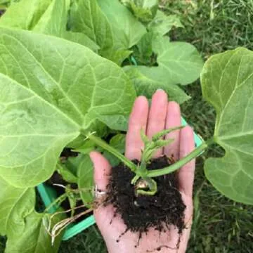 Ladbrooke Soil Block Maker Multi 20 - Eco-Friendly Gardening Tool