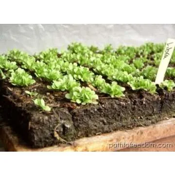 Ladbrooke Soil Block Maker Multi 20 - Eco-Friendly Gardening Tool