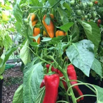 Ladbrooke Soil Block Maker Multi 20 - Eco-Friendly Gardening Tool