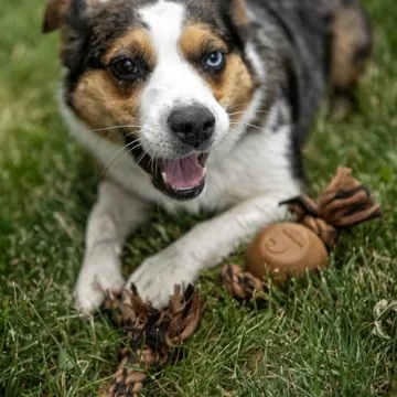 Carhartt Rubber Ball Dog Rope Pull for Durable Playtime
