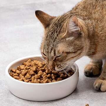 Ceramic Pet Bowl for Cats - Classic Dish for Food and Water, 12oz