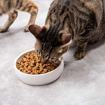 Ceramic Pet Bowl for Cats - Durable and Stylish Feeding Dish