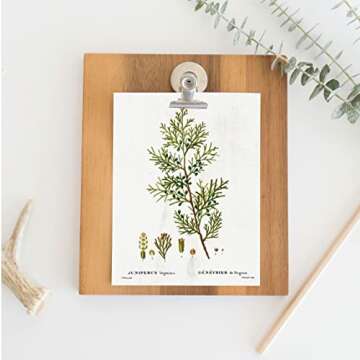 Set of Six Herb and Spices Botanical Vintage Wildflower Flowers Botanical Plant Study Fauna Farmhouse Poster Print Wall Art Decor Home (8" x 10" unframed)