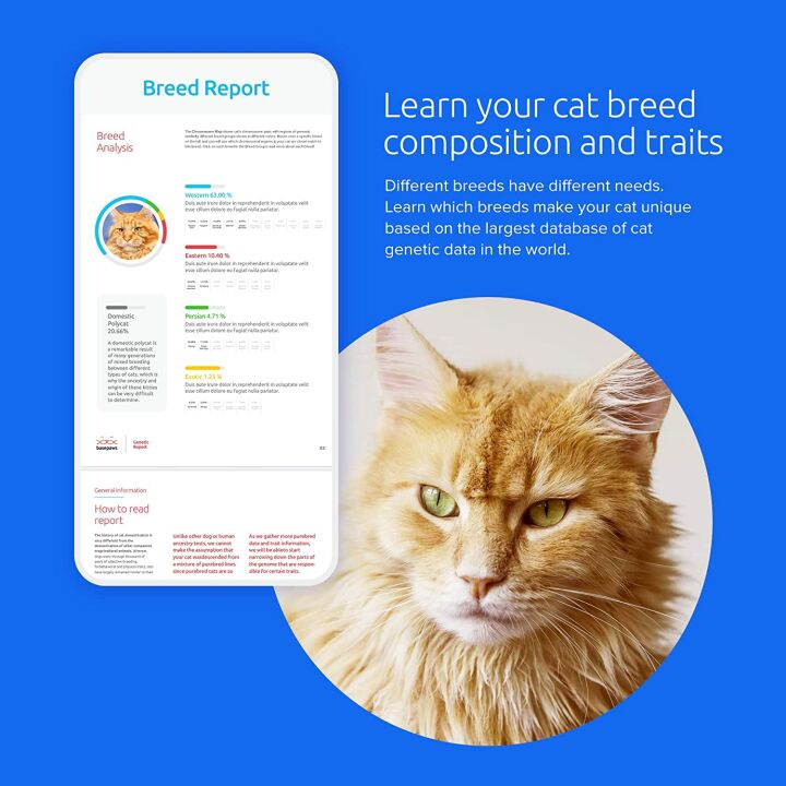 Basepaws Cat DNA Test for Health & Breed Discovery