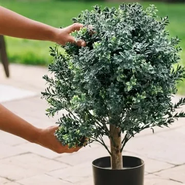 BOTARO TRESIL Set of 2 Pre-Potted Boxwood Topiary