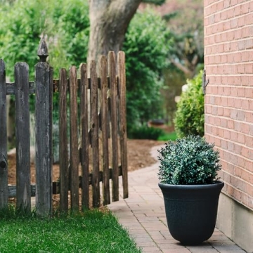 BOTARO TRESIL Set of 2 Pre-Potted Boxwood Topiary
