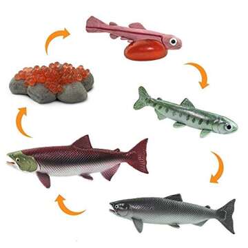 Safari Ltd Safariology Collection - Realistic Life Cycle of a Salmon Set - 5 Separate Pieces in Set - Non-toxic and BPA Free - Ages 3+