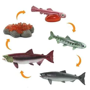 Safari Ltd Safariology Collection - Realistic Life Cycle of a Salmon Set - 5 Separate Pieces in Set - Non-toxic and BPA Free - Ages 3+