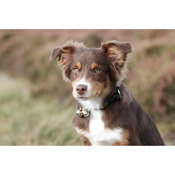 Luxury Handmade Copper Bells for Dogs & Cats | Save Wildlife