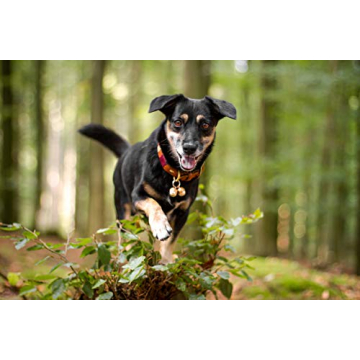 Luxury Handmade Copper Bells for Dogs & Cats | Save Wildlife