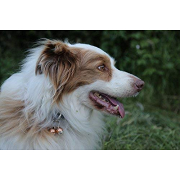 Luxury Handmade Copper Bells for Dogs & Cats | Save Wildlife