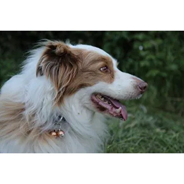 Luxury Handmade Copper Bells for Dogs & Cats | Save Wildlife