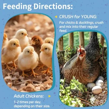 OHNAME Dried Black Soldier Fly Larvae - Nutrition for Chickens