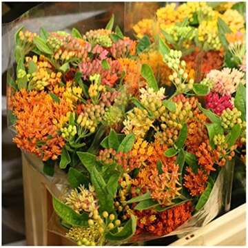 Seed Needs, Autumn Blaze Milkweed Seeds - 100 Heirloom Seeds for Planting Asclepias - Perennial Host Plant to Grow a Butterfly Garden, Attracts Monarchs (1 Pack)