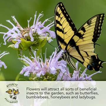 Seed Needs, Autumn Blaze Milkweed Seeds - 100 Heirloom Seeds for Planting Asclepias - Perennial Host Plant to Grow a Butterfly Garden, Attracts Monarchs (1 Pack)
