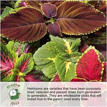 Seed Needs, Autumn Blaze Milkweed Seeds - 100 Heirloom Seeds for Planting Asclepias - Perennial Host Plant to Grow a Butterfly Garden, Attracts Monarchs (1 Pack)