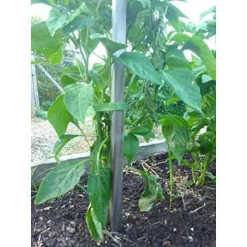 VELCRO Brand ONE-WRAP Garden Ties | Plant Supports for Effective Growing | Strong Gardening Grips are Reusable and Adjustable | Gentle Plant Ties | Cut-to-Length | 45 ft by 1/2 in roll | Green