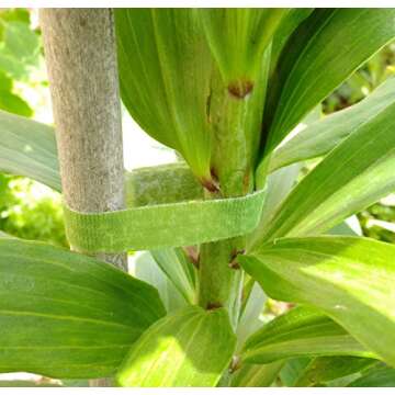 VELCRO Brand ONE-WRAP Garden Ties | Plant Supports for Effective Growing | Strong Gardening Grips are Reusable and Adjustable | Gentle Plant Ties | Cut-to-Length | 45 ft by 1/2 in roll | Green