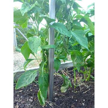 VELCRO Brand ONE-WRAP Garden Ties | Plant Supports for Effective Growing | Strong Gardening Grips are Reusable and Adjustable | Gentle Plant Ties | Cut-to-Length | 45 ft by 1/2 in roll | Green