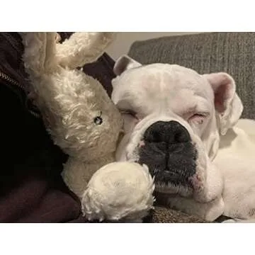 Spunky Pup Organic Cotton Dog Toy - Eco-Friendly Plush Bunny