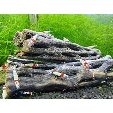 Natural Cholla Wood for Aquarium Decoration Shrimp and Fish Tank (6 Inch (3 Pack))